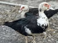 Ducks — عکس 6