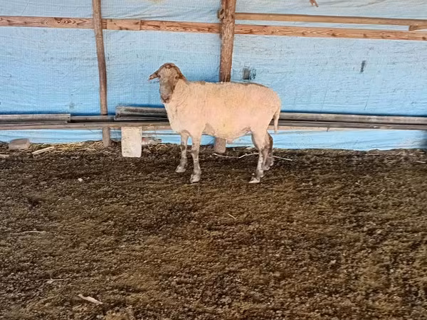 मेढ़ा, भेड़ — मॉल्डोवा
