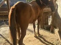 Kuda betina, Horses — foto 1