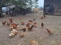 Chickens — foto 1