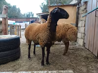 Beran, Blackheaded Persian sheep — foto 4