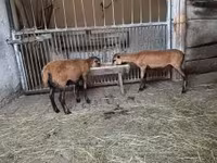 قوچ, Cameroon sheep — عکس 2