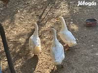 Ducks — الصورة 2