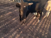 Bull, Cattle — photo 2