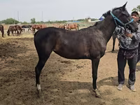 Stute, Akhal-Teke — Foto 2