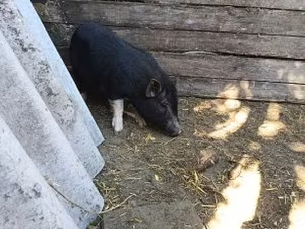 گراز نر, Вьетнамская вислобрюхая