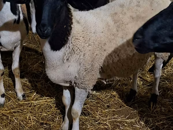 قوچ, Dorper sheep