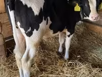 Bull, Holstein breed — photo 5