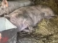 母猪, Pigs — 照片 2