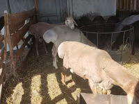 Ovan, Rhon sheep — fotografija 3