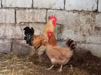 Chickens — ছবি 2