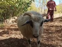 Wad, Racka sheep — sawirka 5