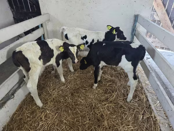 گاو نر, Russian Black pied cattle