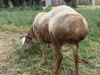 قوچ, Rhon sheep — عکس 7