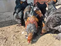 براهما — عکس 6