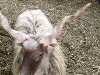 Ovce, Racka sheep — foto 8