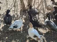 Ducks — ፎቶ 5