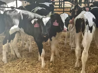 ወንድ በሬ, Holstein breed — ፎቶ 2