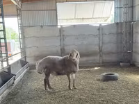 قوچ, Arashan sheep — عکس 3