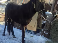 Hingst, Heste — foto 8