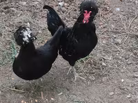 Chickens — عکس 1