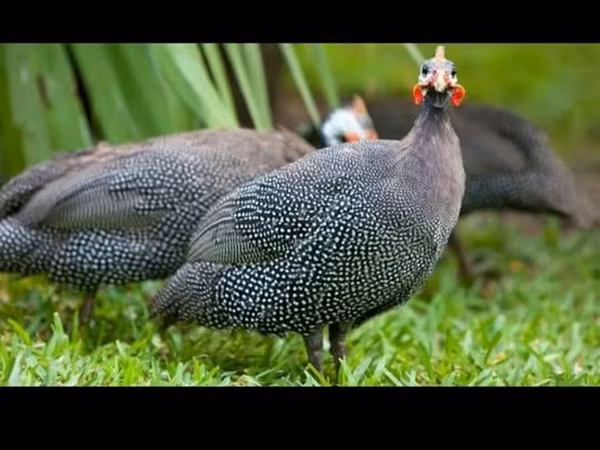 Guinea fowl — Azerbaijan