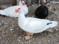 Ducks — fotografija 4