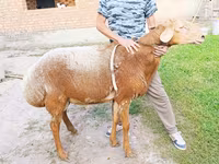 Ovce, Hissar sheep — foto 2