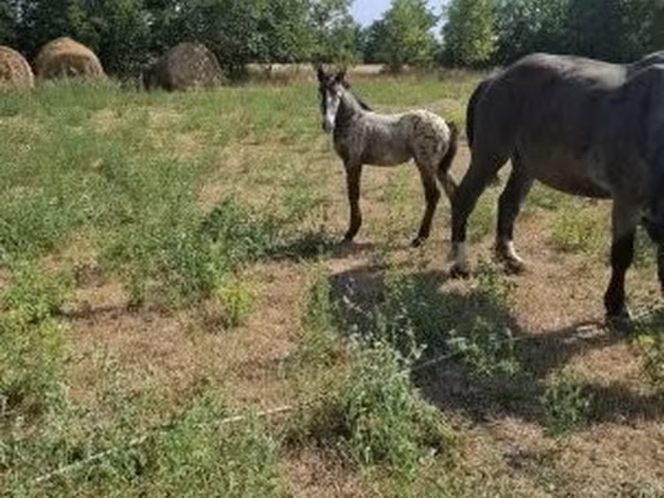 Horse (M), Lipizzaner — Hungary