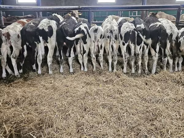 گاو نر, Russian Black pied cattle