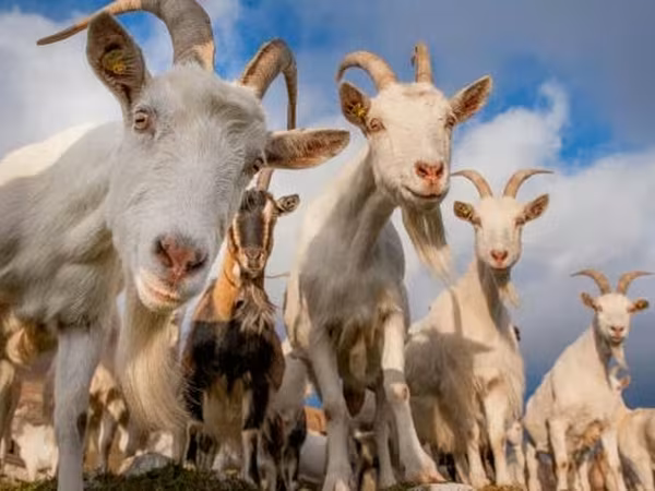 Goat, Goats