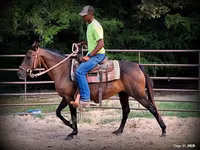 مادیان, Quarter Horse — عکس 6