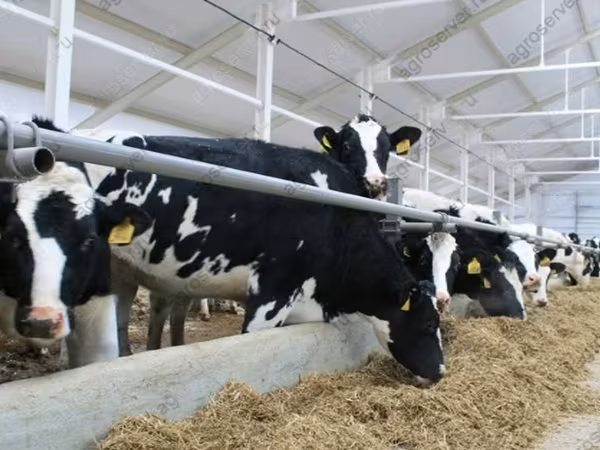 Ko, Holstein-race
