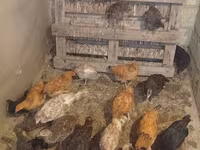 Turkeys — عکس 2