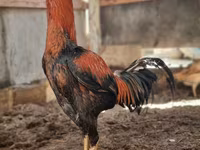 Chickens — عکس 1