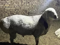 قوچ, Afghan Arabi sheep — عکس 6