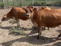 Mucca, Razza Jersey — foto 2