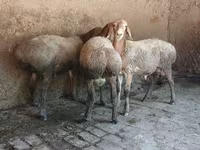 قوچ, Arashan sheep — عکس 5