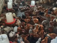 Chickens — foto 1