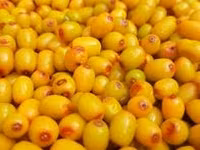 Ягода облепиха — photo 5