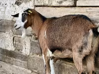 بز ماده, بز — عکس 5