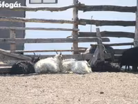 公羊, Sheep — 照片 6