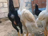 Chickens — عکس 4
