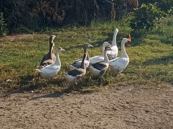 Geese