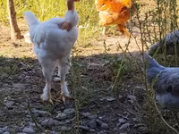 Chickens — foto 2