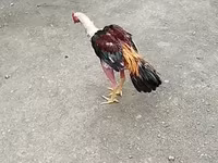 Chickens — Foto 2