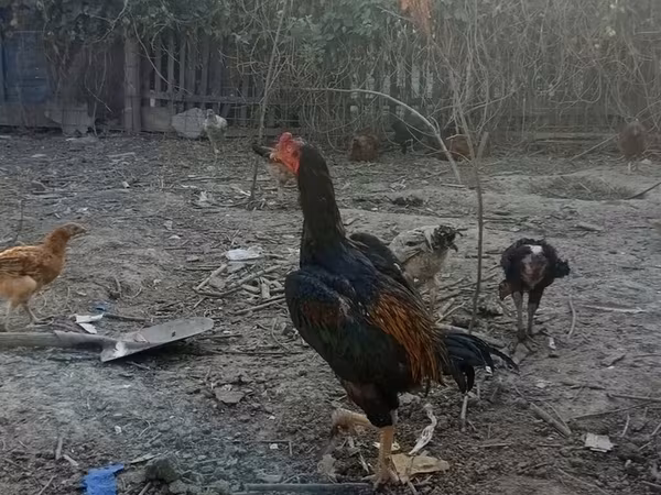 Chickens