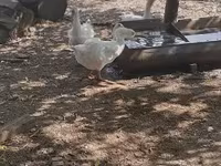 Geese — photo 7
