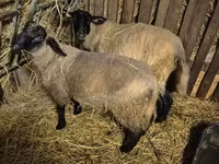 मेढ़ा, White Suffolk sheep — फ़ोटो 3