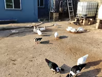Americký pekinský — foto 1